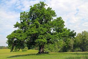 Eiche auf Feld, Quelle Pixabay