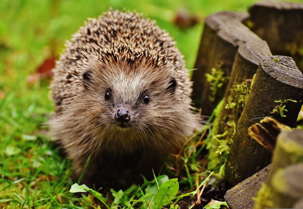 alexas_fotos-hedgehog-1759027