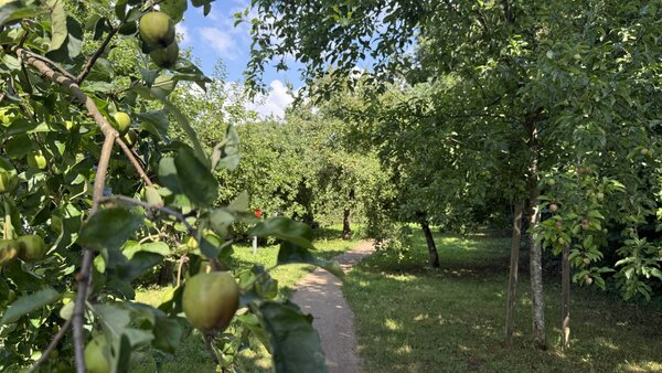 Schlo&szlig;stra&szlig;e mit Apfelbaum