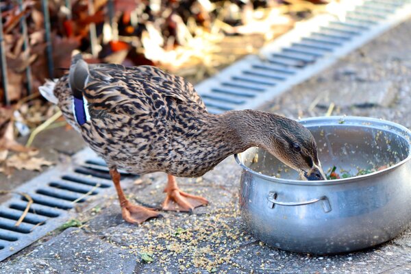 Ente Bild
