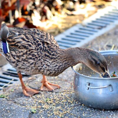 Ente Bild