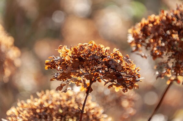 wal_172619-plant-8587893_1920
