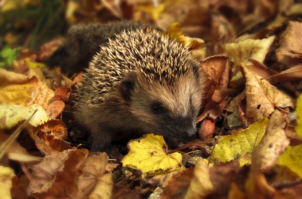 monicore-hedgehog-985315_1920