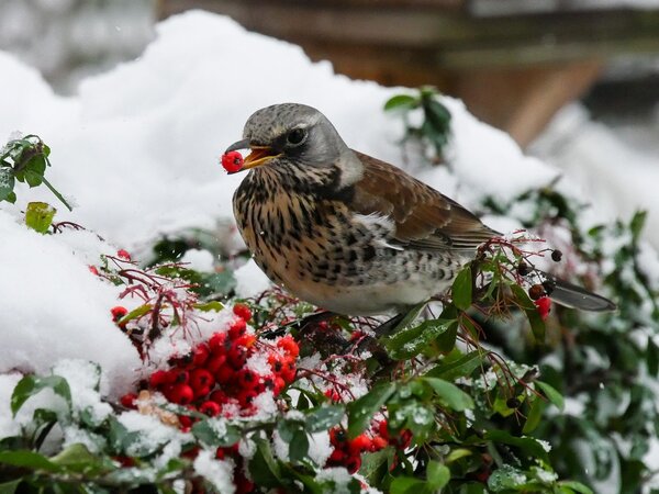 garten-gg-bird-6002167_1920